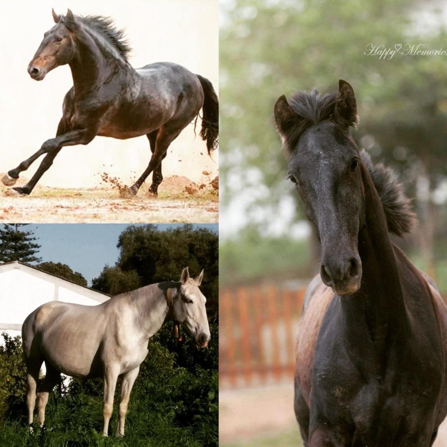 Horse Riding Country House Vila Franca de Xira Buitenkant foto