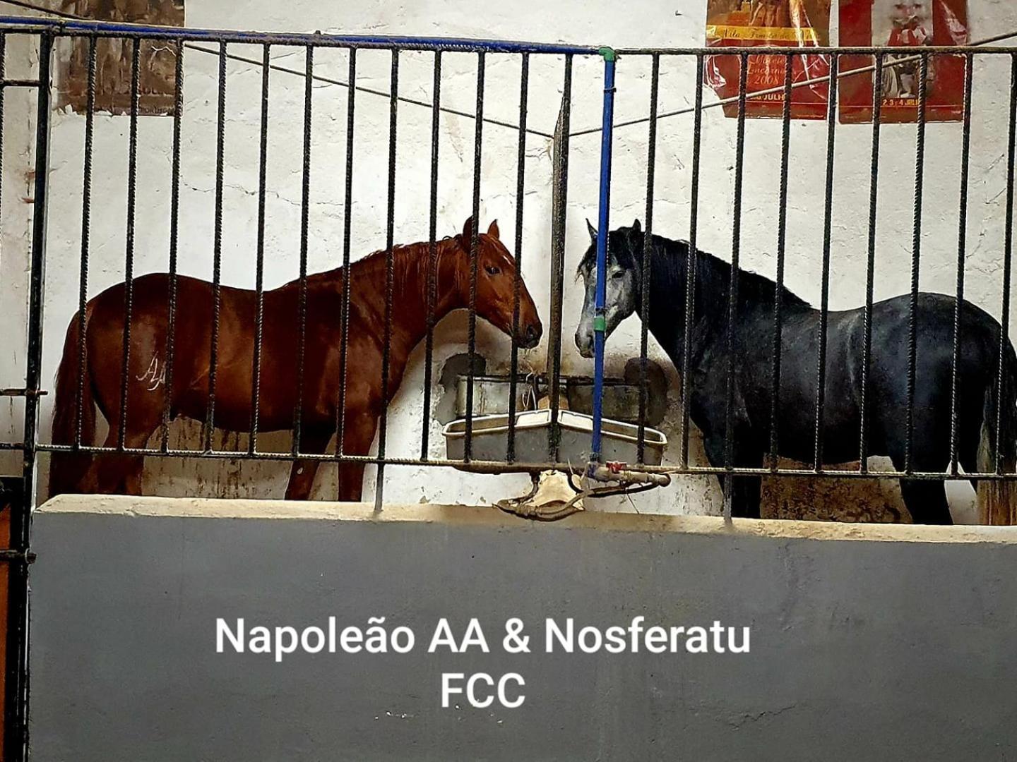 Horse Riding Country House Vila Franca de Xira Buitenkant foto