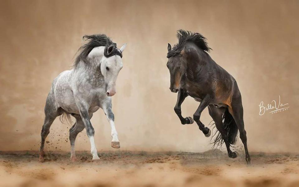 Horse Riding Country House Vila Franca de Xira Buitenkant foto