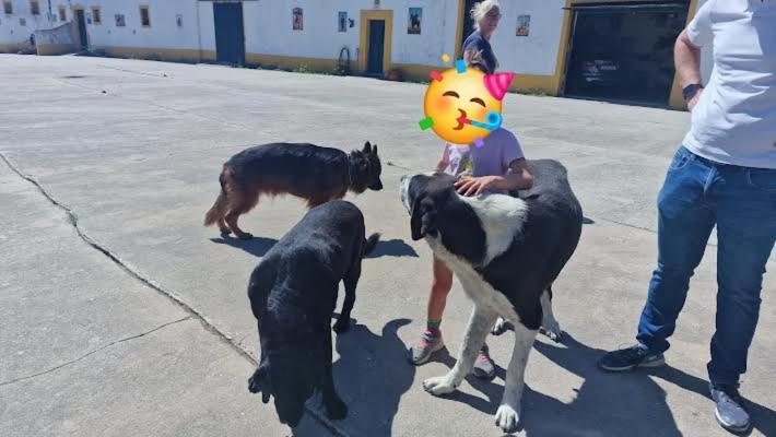 Horse Riding Country House Vila Franca de Xira Buitenkant foto